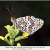 melitaea abbas turanchay male3